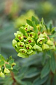 RHS GARDEN, WISLEY, SURREY: CLOSE UP PLANT PORTRAIT OF FLOWERS OF EUPHORBIA DESPINA . SPURGE, MILKWEED, MARCH, SPRING, FOLIAGE, FLOWER, RED, GREEN, PERENNIAL