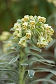 RHS GARDEN, WISLEY, SURREY: CLOSE UP PLANT PORTRAIT OF FLOWERS OF EUPHORBIA CHARACIAS GLACIER BLUE. SPURGE, MILKWEED, MARCH, SPRING, FOLIAGE, FLOWER, WHITE, GREEN, VARIEGATED