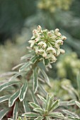 RHS GARDEN, WISLEY, SURREY: CLOSE UP PLANT PORTRAIT OF FLOWERS OF EUPHORBIA CHARACIAS GLACIER BLUE. SPURGE, MILKWEED, MARCH, SPRING, FOLIAGE, FLOWER, WHITE, GREEN, VARIEGATED