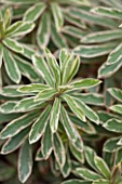 RHS GARDEN, WISLEY, SURREY: CLOSE UP PLANT PORTRAIT OF LEAVES OF EUPHORBIA CHARACIAS GLACIER BLUE. SPURGE, MILKWEED, MARCH, SPRING, FOLIAGE, WHITE, GREEN, VARIEGATED