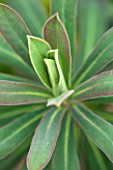 RHS GARDEN, WISLEY, SURREY: CLOSE UP PLANT PORTRAIT OF LEAVES OF EUPHORBIA CHARACIAS PORTUGUESE VELVET. SPURGE, MILKWEED, MARCH, SPRING, FOLIAGE, GREEN