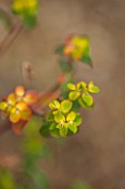 RHS GARDEN, WISLEY, SURREY: CLOSE UP PLANT PORTRAIT OF YELLOW FLOWERS OF EUPHORBIA OBLONGATA. SPURGE, MILKWEED, MARCH, SPRING, FOLIAGE, GREEN, LIME