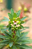 RHS GARDEN, WISLEY, SURREY: CLOSE UP PLANT PORTRAIT OF GREEN FLOWERS OF EUPHORBIA WHISTLEBERRY GARNET. SPURGE, MILKWEED, MARCH, SPRING, FOLIAGE, GREEN, LIME, RED. PERENNIAL