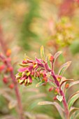 RHS GARDEN, WISLEY, SURREY: CLOSE UP PLANT PORTRAIT OF FLOWERS OF EUPHORBIA X MARTINII ASCOT RAINBOW. SPURGE, MILKWEED, MARCH, SPRING, FOLIAGE, GREEN, RED. PERENNIAL, VARIEGATED