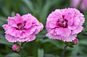 RHS GARDEN, WISLEY, SURREY: CLOSE UP PLANT PORTRAIT OF PINK FLOWERS OF DIANTHUS DARK PURPLE BICOLOR