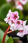 RHS GARDEN, WISLEY, SURREY: CLOSE UP PLANT PORTRAIT OF PINK AND WHITE FLOWER OF BERGENIA HARZKRISTAL. PERENNIAL, FLOWERS