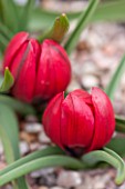 RHS GARDEN, WISLEY, SURREY: CLOSE UP PLANT PORTRAIT OF THE RED FLOWERS OF TULIP - TULIPA HUMILIS LILIPUT. RED, PINK, BULB, BULBS, MARCH, EARLY SPRING