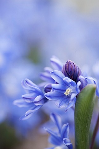 RHS_GARDEN_WISLEY_SURREY_CLOSE_UP_PLANT_PORTRAIT_OF_THE_BLUE_AND_PURPLE_FLOWERS_OF_CHIONODOXA_SARDEN
