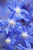 RHS GARDEN, WISLEY, SURREY: CLOSE UP PLANT PORTRAIT OF THE BLUE AND PURPLE FLOWERS OF CHIONODOXA SARDENSIS. SPRING, FLOWER, BULB