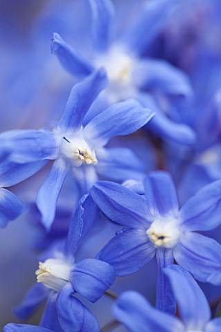 RHS_GARDEN_WISLEY_SURREY_CLOSE_UP_PLANT_PORTRAIT_OF_THE_BLUE_AND_PURPLE_FLOWERS_OF_CHIONODOXA_SARDEN