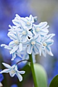 RHS GARDEN, WISLEY, SURREY: CLOSE UP PLANT PORTRAIT OF THE PALE BLUE AND WHITE FLOWERS OF PUSCHKINIA SCILLOIDES LIBANOTICA. SPRING, FLOWER, BULB, PASTEL, STRIPED SQUILL