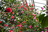 CHATSWORTH HOUSE, DERBYSHIRE: CAMELLIAS IN THE GREENHOUSE BUILT FOR FIRST DUKE OF DEVONSHIRE - GLASS HOUSE, GLASSHOUSE, BUILDING, ARCHITECTURE