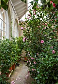 CHATSWORTH HOUSE, DERBYSHIRE: THE GREENHOUSE BUILT FOR FIRST DUKE OF DEVONSHIRE - IT HOUSES PART OF THE CAMELLIA COLLECTION. GLASS HOUSE, GLASSHOUSE, BUILDING, ARCHITECTURE