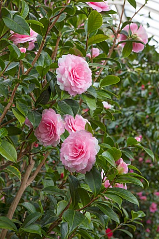 CHATSWORTH_HOUSE_DERBYSHIRE_PINK_FLOWERS_OF_CAMELLIA_X_WILLIAMSII_E_G_WATERHOUSE_IN_THE_GREENHOUSE_B