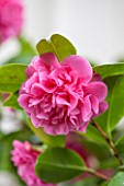 CHATSWORTH HOUSE, DERBYSHIRE: CLOSE UP OF THE PINK FLOWER OF CAMELLIA  X WILLIAMSII DEBBIE. DOUBLE, PLANT PORTRAIT, SHRUB, MARCH