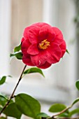 CHATSWORTH HOUSE, DERBYSHIRE: CLOSE UP OF THE RED FLOWER OF CAMELLIA JAPONICA MARS. PLANT PORTRAIT, SHRUB, MARCH