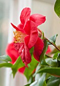 CHATSWORTH HOUSE, DERBYSHIRE: CLOSE UP OF THE RED FLOWER OF CAMELLIA JAPONICA MARS. PLANT PORTRAIT, SHRUB, MARCH