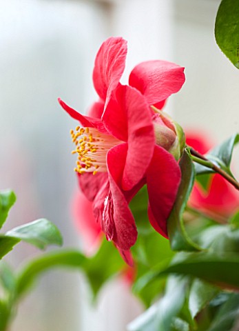 CHATSWORTH_HOUSE_DERBYSHIRE_CLOSE_UP_OF_THE_RED_FLOWER_OF_CAMELLIA_JAPONICA_MARS_PLANT_PORTRAIT_SHRU