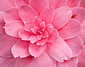 CHATSWORTH HOUSE, DERBYSHIRE: CLOSE UP OF THE PINK FLOWER OF CAMELLIA JAPONICA MADAME LEBOIS. PLANT PORTRAIT, SHRUB, MARCH