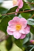 CHATSWORTH HOUSE, DERBYSHIRE: CLOSE UP OF THE PINK FLOWER OF CAMELLIA JAPONICA BERENICE BODDY. PLANT PORTRAIT, SHRUB, MARCH