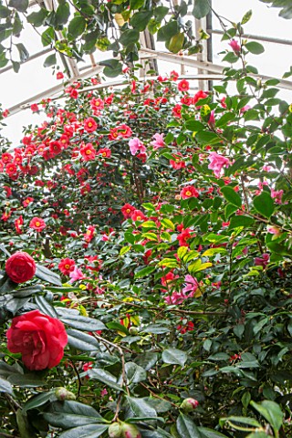 CHATSWORTH_HOUSE_DERBYSHIRE_CAMELLIAS_IN_THE_GREENHOUSE_BUILT_FOR_FIRST_DUKE_OF_DEVONSHIRE__GLASS_HO