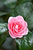 CHATSWORTH HOUSE, DERBYSHIRE: CLOSE UP OF THE PINK FLOWER OF CAMELLIA JAPONICA BETTY SHEFFIELD SUPREME. PLANT PORTRAIT, SHRUB, MARCH