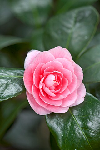 CHATSWORTH_HOUSE_DERBYSHIRE_CLOSE_UP_OF_THE_PINK_FLOWER_OF_CAMELLIA_JAPONICA_BETTY_SHEFFIELD_SUPREME