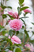 CHATSWORTH HOUSE, DERBYSHIRE: PINK FLOWERS OF CAMELLIA X WILLIAMSII E G WATERHOUSE IN THE GREENHOUSE BUILT FOR FIRST DUKE OF DEVONSHIRE - IT HOUSES PART OF THE CAMELLIA COLLECTION