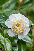 CHATSWORTH HOUSE, DERBYSHIRE: WHITE FLOWERS OF CAMELLIA X WILLIAMSII HYBRID JURYS YELLOW IN THE GREENHOUSE BUILT FOR FIRST DUKE OF DEVONSHIRE. SHRUB, MARCH