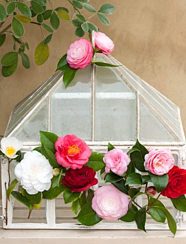 CHATSWORTH_HOUSE_DERBYSHIRE_GLASS_CLOCHE_WITH_CAMELLIAS