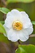 CHATSWORTH HOUSE, DERBYSHIRE: CLOSE UP PLANT PORTRAIT OF WHITE FLOWER OF CAMELLIA JAPONICA ALBA SIMPLEX. SHRUB, MARCH