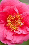 CHATSWORTH HOUSE, DERBYSHIRE: CLOSE UP PLANT PORTRAIT OF PINK FLOWER OF CAMELLIA JAPONICA GUEST OF HONOUR. SHRUB, MARCH