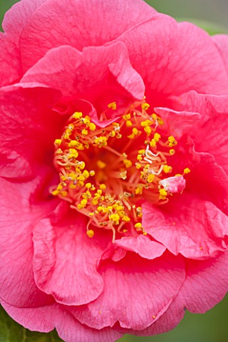 CHATSWORTH_HOUSE_DERBYSHIRE_CLOSE_UP_PLANT_PORTRAIT_OF_PINK_FLOWER_OF_CAMELLIA_JAPONICA_GUEST_OF_HON