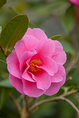 CHATSWORTH_HOUSE_DERBYSHIRE_CLOSE_UP_PLANT_PORTRAIT_OF_PINK_FLOWER_OF_CAMELLIA_X_WILLIAMSII_BRIGADOO
