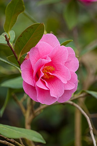 CHATSWORTH_HOUSE_DERBYSHIRE_CLOSE_UP_PLANT_PORTRAIT_OF_PINK_FLOWER_OF_CAMELLIA_X_WILLIAMSII_BRIGADOO