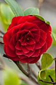 CHATSWORTH HOUSE, DERBYSHIRE: CLOSE UP PLANT PORTRAIT OF RED FLOWER OF CAMELLIA RETICULATA  X WILLIAMSII BLACK LACE. SHRUB, MARCH, EVERGREEN
