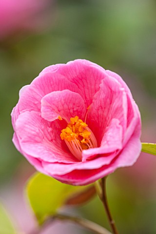 CHATSWORTH_HOUSE_DERBYSHIRE_CLOSE_UP_PLANT_PORTRAIT_OF_PINK_FLOWER_OF_CAMELLIA_X_WILLIAMSII_DONATION