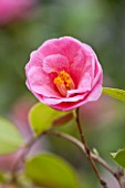 CHATSWORTH HOUSE, DERBYSHIRE: CLOSE UP PLANT PORTRAIT OF PINK FLOWER OF CAMELLIA X WILLIAMSII DONATION. SHRUB, MARCH, EVERGREEN
