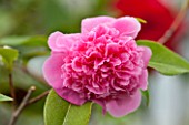 CHATSWORTH HOUSE, DERBYSHIRE: CLOSE UP PLANT PORTRAIT OF PINK FLOWER OF CAMELLIA X WILLIAMSII DEBBIE. SHRUB, MARCH, EVERGREEN