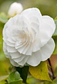 CHATSWORTH HOUSE, DERBYSHIRE: CLOSE UP PLANT PORTRAIT OF WHITE FLOWER OF CAMELLIA JAPONICA LADY VANSITTART. SHRUB, MARCH, EVERGREEN