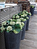 SALLY STOREY HOUSE, LONDON: ROOF TERRACE WITH FAKE WOODEN DECKING AND FAKE HYDRANGEAS, ROOF GARDEN, DECK, TOWN GARDEN, MODERN, CONTAINER, CONTAINERS