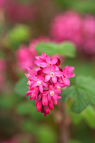 CLOSE_UP_PLANT_PORTRAIT_OF_THE_PINK_FLOWER_OF_RIBES_SANGUINEUM_RED_BROSS_FLOWERING__CURRANT_FLOWERS_