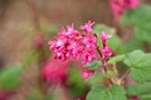 CLOSE UP PLANT PORTRAIT OF THE PINK FLOWER OF RIBES SANGUINEUM RED BROSS. FLOWERING,  CURRANT, FLOWERS, RED, SHRUB, SHRUBS