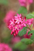 CLOSE UP PLANT PORTRAIT OF THE PINK FLOWER OF RIBES SANGUINEUM RED BROSS. FLOWERING,  CURRANT, FLOWERS, RED, SHRUB, SHRUBS