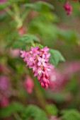 CLOSE UP PLANT PORTRAIT OF THE PINK FLOWER OF RIBES SANGUINEUM LOMBARTSII. FLOWERING,  CURRANT, FLOWERS, RED, SHRUB, SHRUBS, PALE, PASTEL