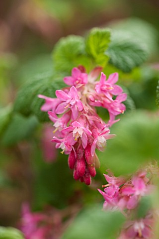CLOSE_UP_PLANT_PORTRAIT_OF_THE_PINK_FLOWER_OF_RIBES_SANGUINEUM_LOMBARTSII_FLOWERING__CURRANT_FLOWERS
