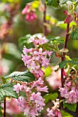 CLOSE UP PLANT PORTRAIT OF THE PINK FLOWER OF RIBES SANGUINEUM POKYS PINK. FLOWERING,  CURRANT, FLOWERS, RED, SHRUB, SHRUBS, PALE, PASTEL