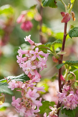 CLOSE_UP_PLANT_PORTRAIT_OF_THE_PINK_FLOWER_OF_RIBES_SANGUINEUM_POKYS_PINK_FLOWERING__CURRANT_FLOWERS
