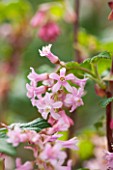 CLOSE UP PLANT PORTRAIT OF THE PINK FLOWER OF RIBES SANGUINEUM POKYS PINK. FLOWERING,  CURRANT, FLOWERS, RED, SHRUB, SHRUBS, PALE, PASTEL