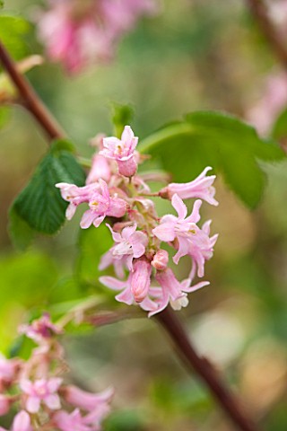 CLOSE_UP_PLANT_PORTRAIT_OF_THE_PINK_FLOWER_OF_RIBES_SANGUINEUM_POKYS_PINK_FLOWERING__CURRANT_FLOWERS